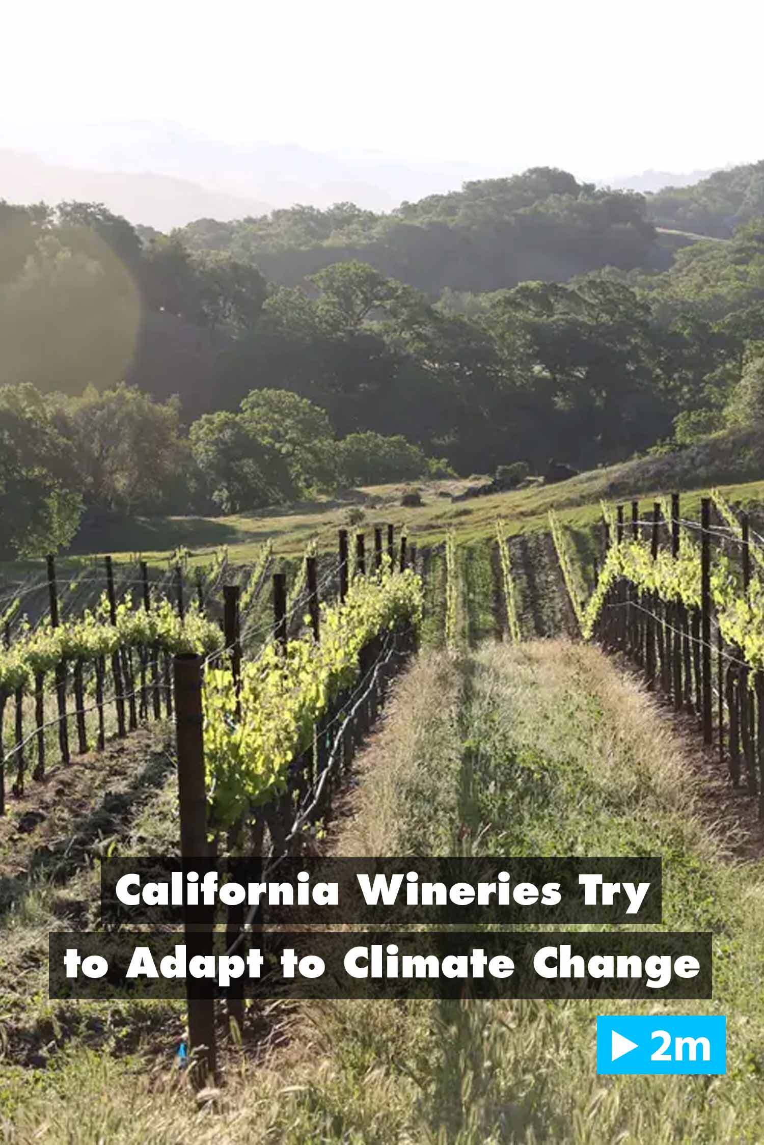 California wineries try to adapt to climate change