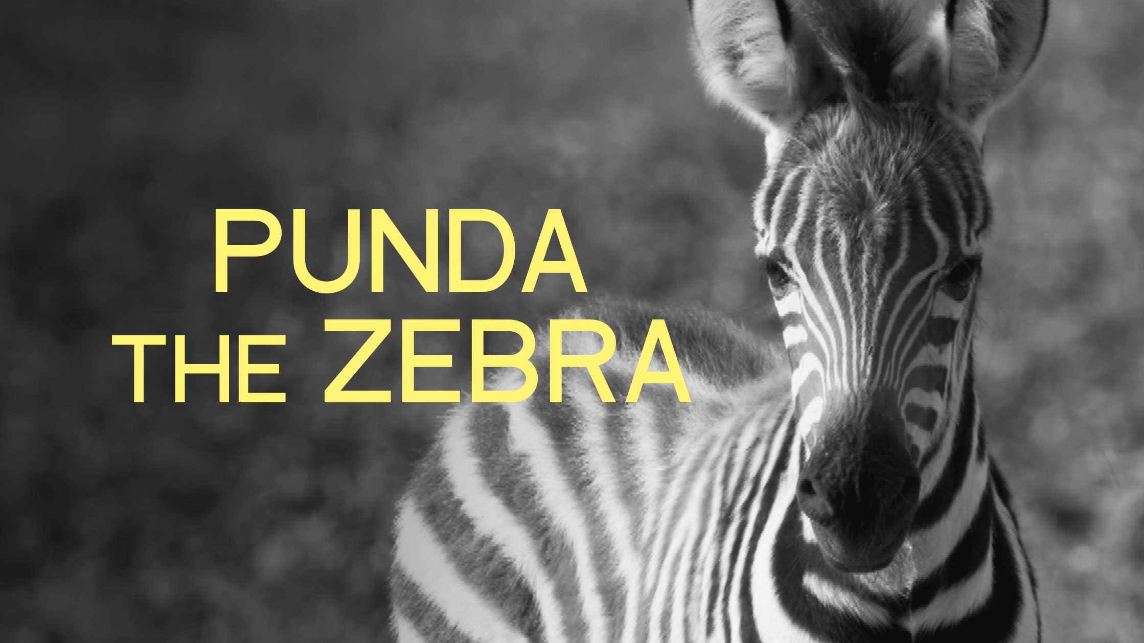 Punda The Zebra: Survival in the wild