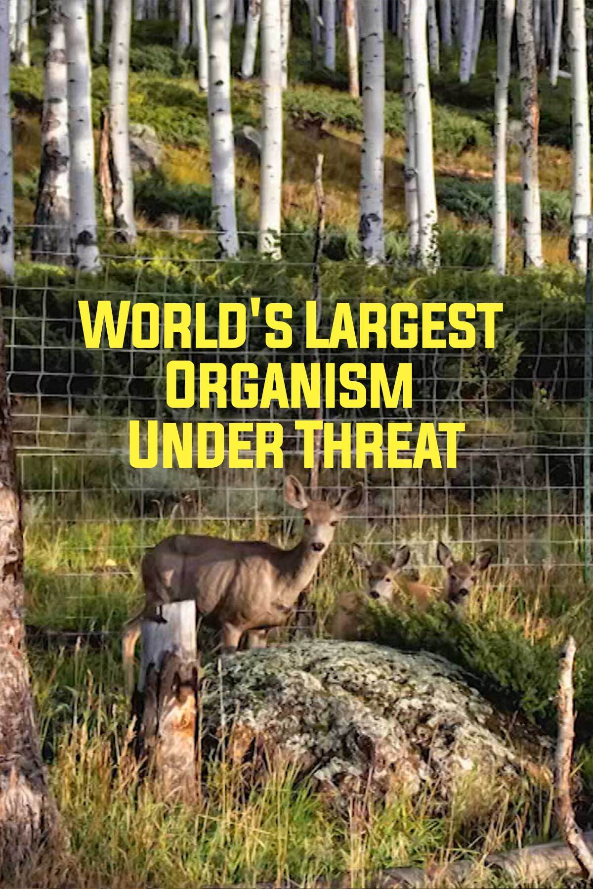 World's Largest Organism Under Threat