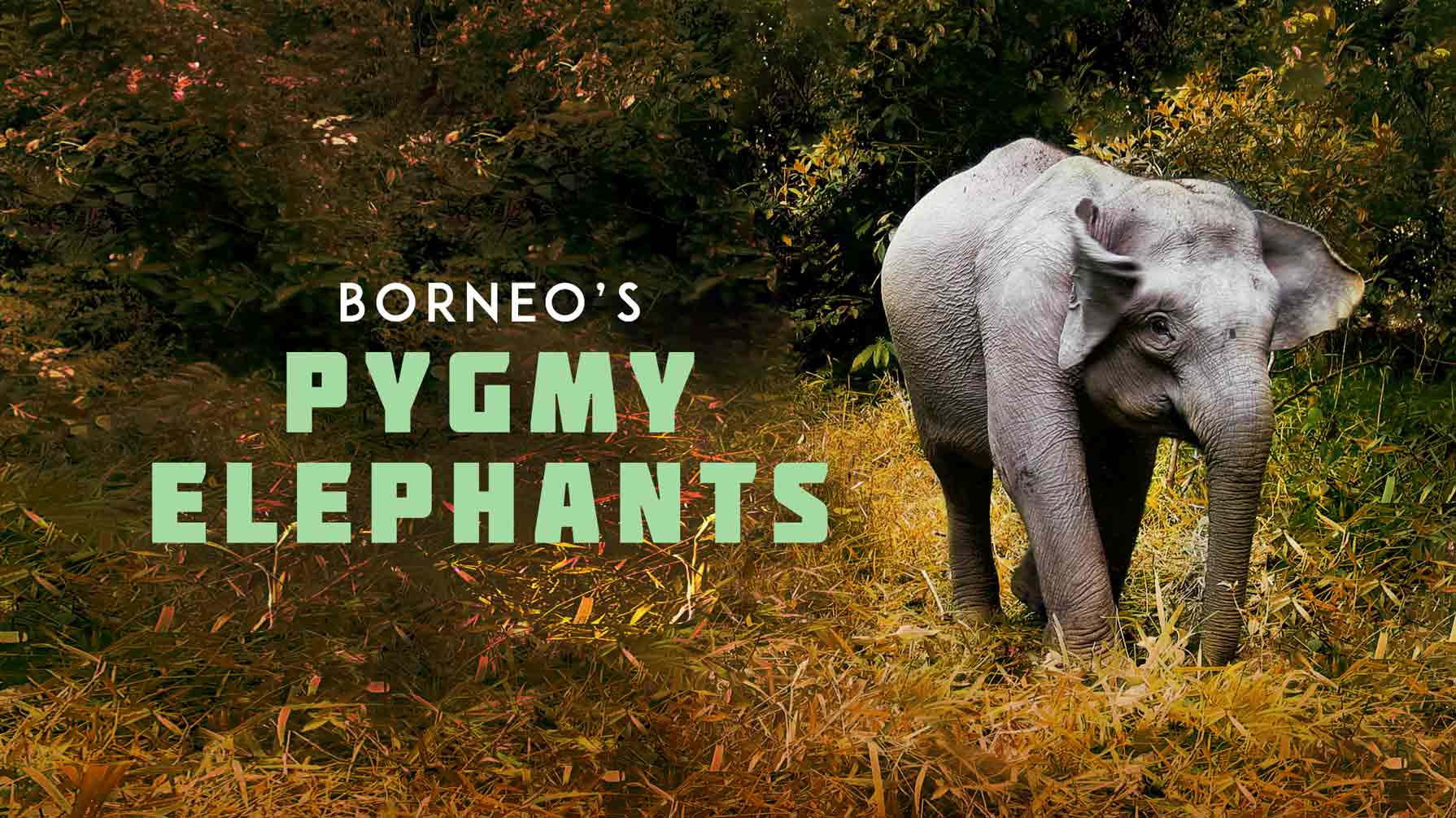 Watch Borneo's Pygmy Elephants - Streaming Online | iwonder (Free