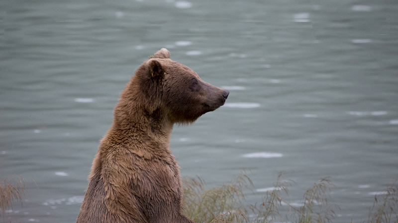 Aging in the Wild