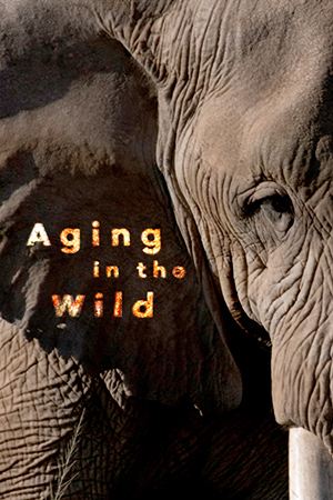 Aging In The Wild