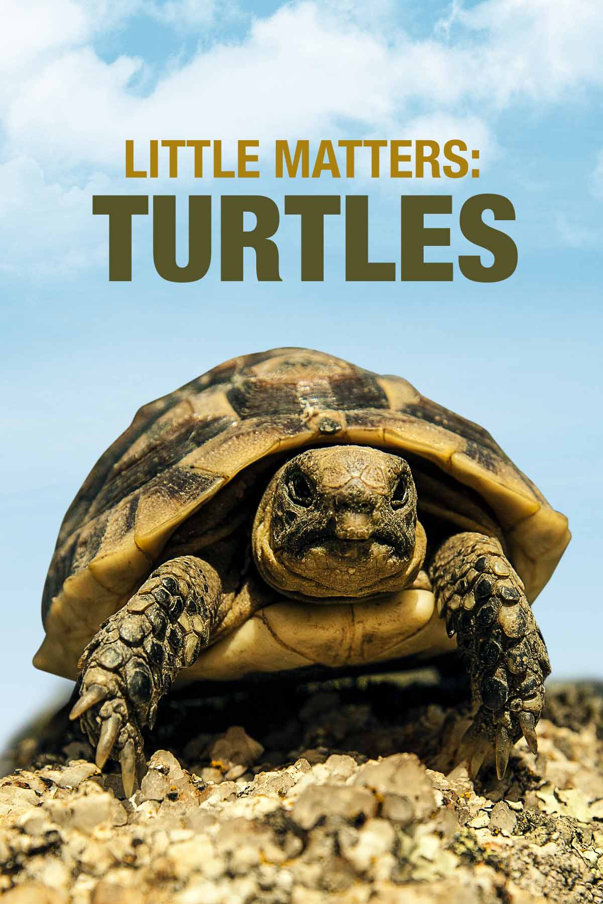 Little Matters: Turtles
