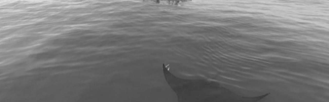 Going Wild: Peru Manta Rays