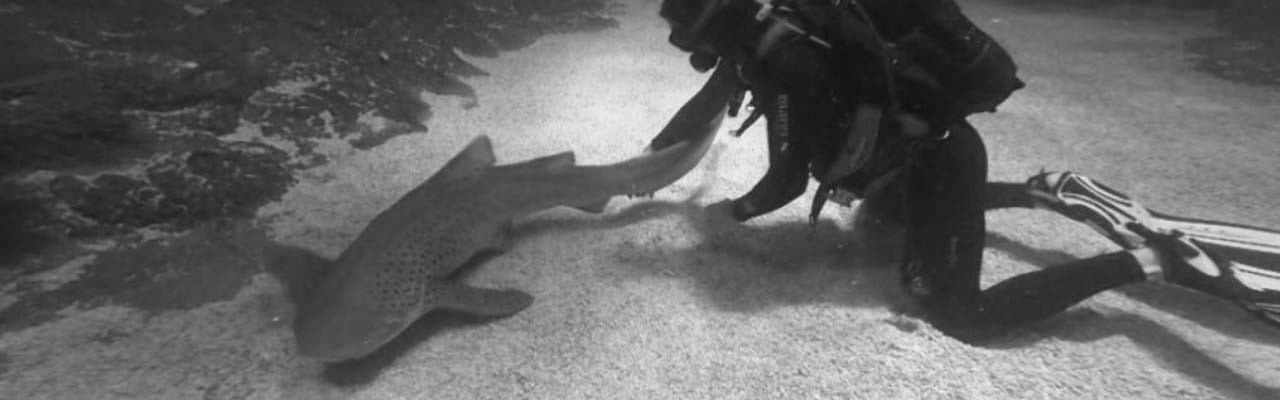 Going Wild: Bosnia and Hercegovina Sharks