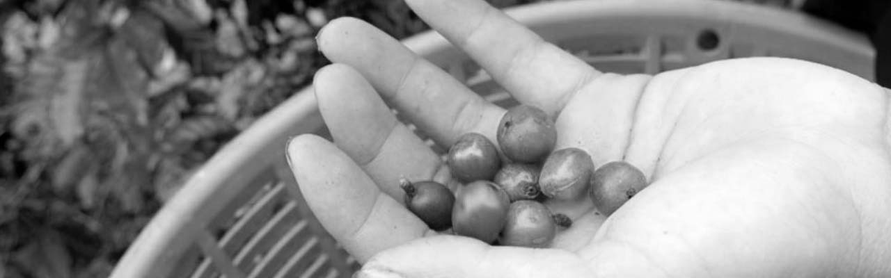 Going Green: Costa Rica How Coffee is Helping the Climate