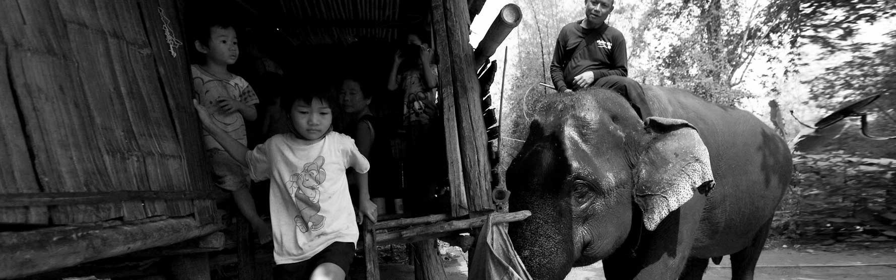 Reuter's Report: Hungry times at Thailand's elephant sanctuaries