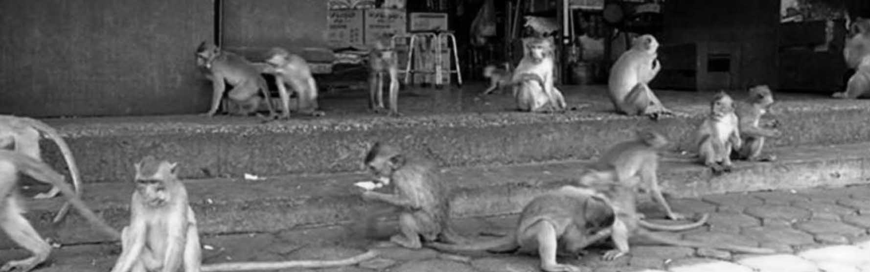 Editor's Choice: Thailand: Hungry monkeys create meyham in ancient city