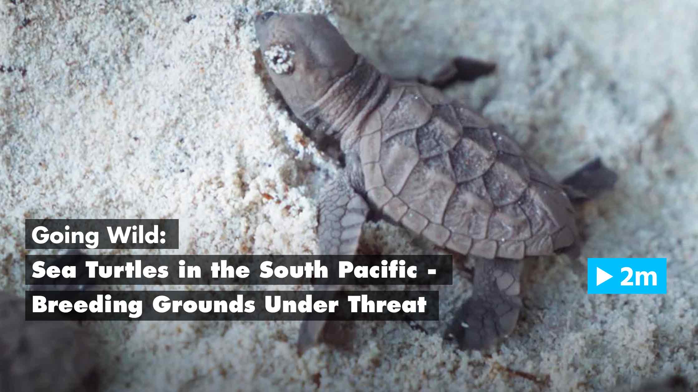 Watch Going Wild: Sea Turtles in the South Pacific – Breeding Grounds ...