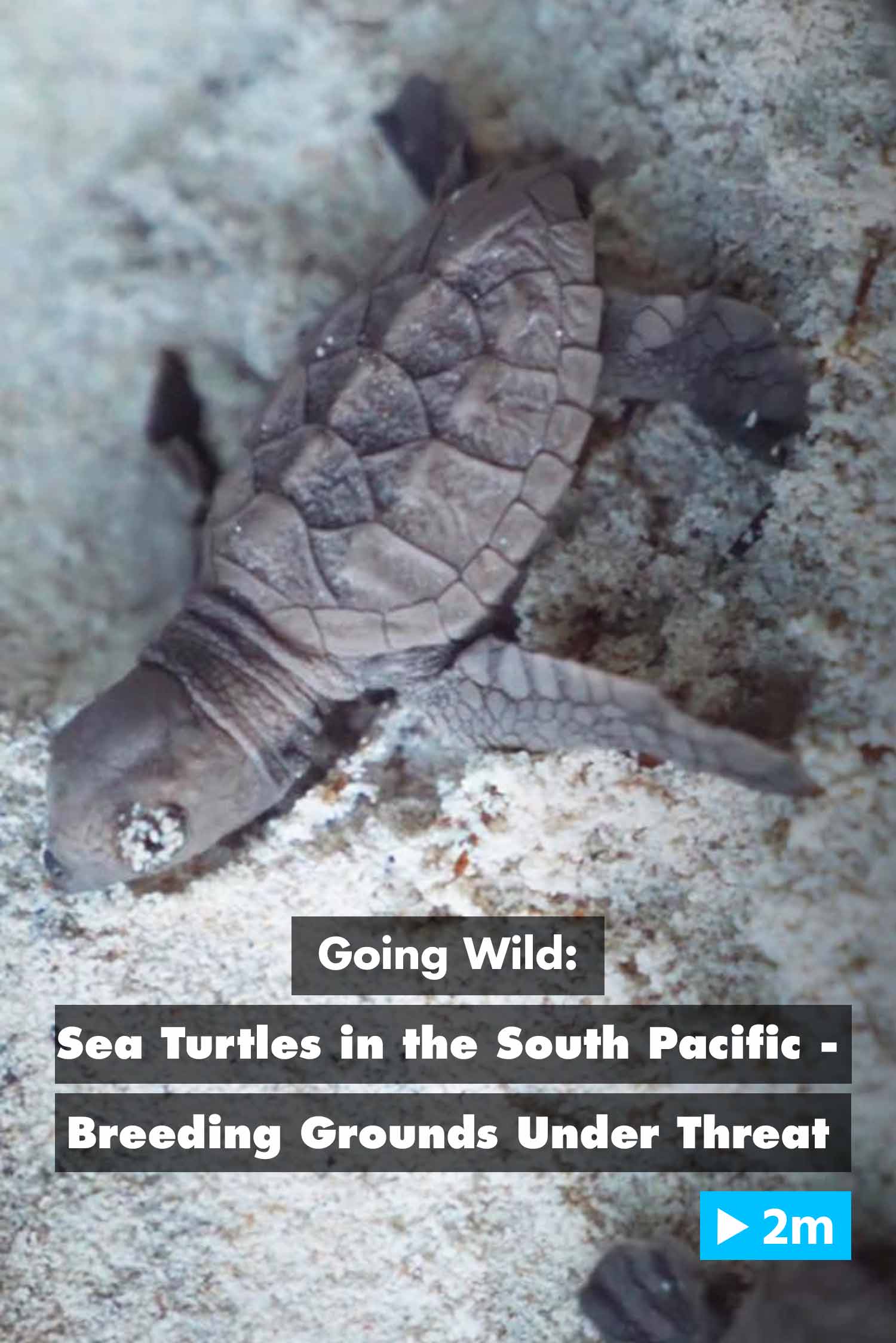 Watch Going Wild: Sea Turtles in the South Pacific – Breeding Grounds ...