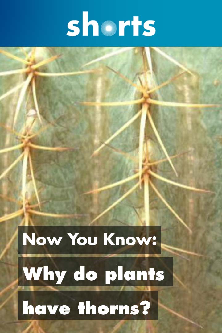 Watch Now You Know Why do plants have thorns? Streaming Online