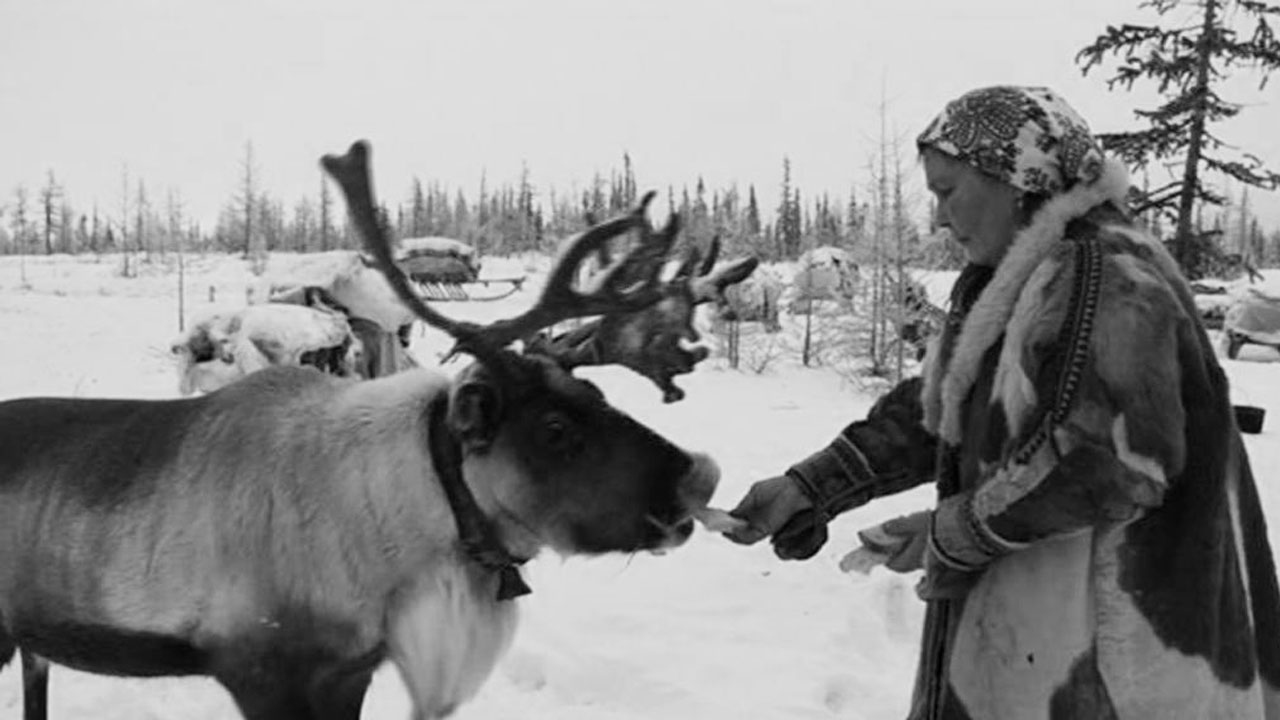 Editor's Choice: Russia - Rising temperatures put Siberian reindeers in danger